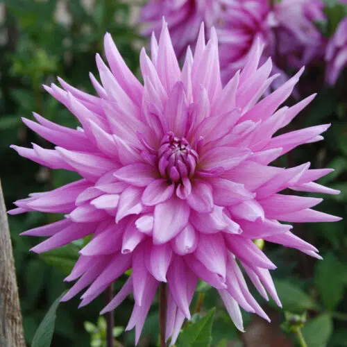 Dahlia Cactus Nicky