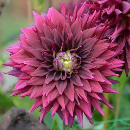 Dahlia Cactus Noir Désire