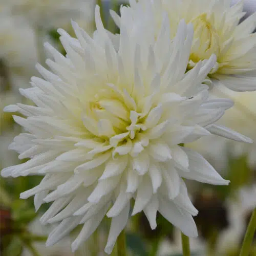 Dahlia Cactus Orion