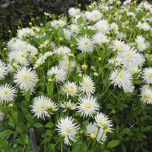 Dahlia Cactus Orion