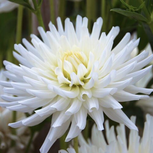 Dahlia Cactus Orion