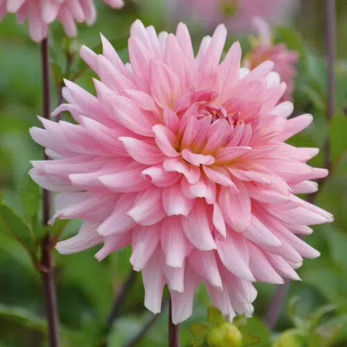 Dahlia Cactus Poésie