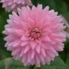 Dahlia Cactus Poésie