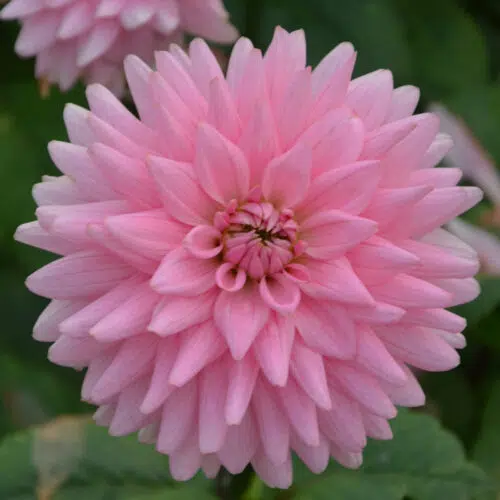 Dahlia Cactus Poésie