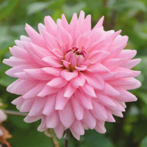 Dahlia Cactus Poésie