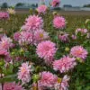 Dahlia Cactus Poésie