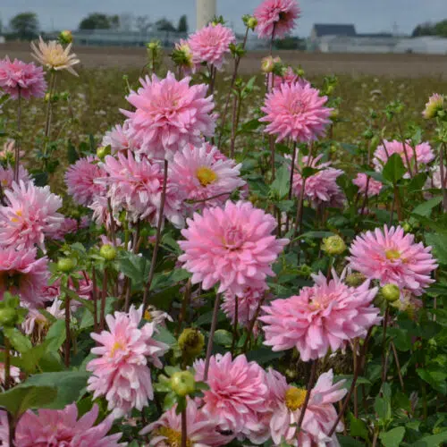 Dahlia Cactus Poésie