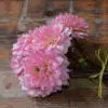 Dahlia Cactus Poésie