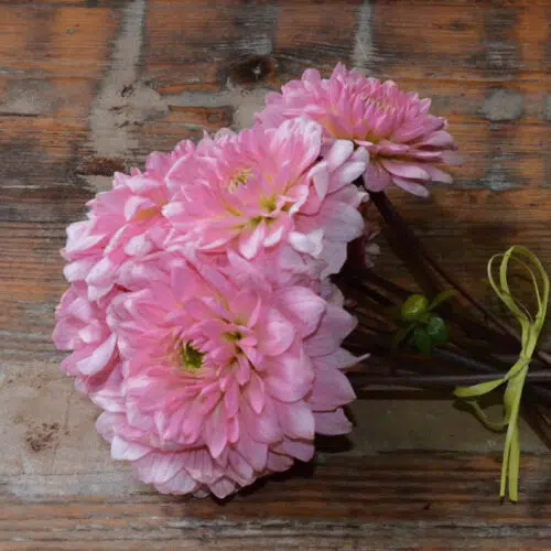 Dahlia Cactus Poésie