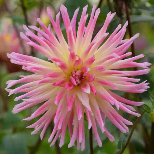 Dahlia Cactus Prestige