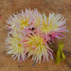 Dahlia Cactus Prestige