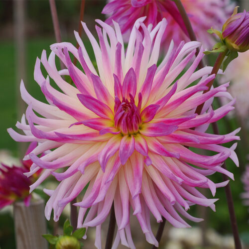 Dahlia Cactus Prestige