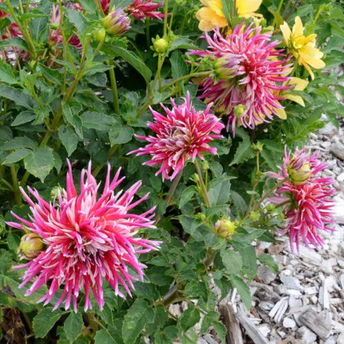 Dahlia Cactus Uncle Sam