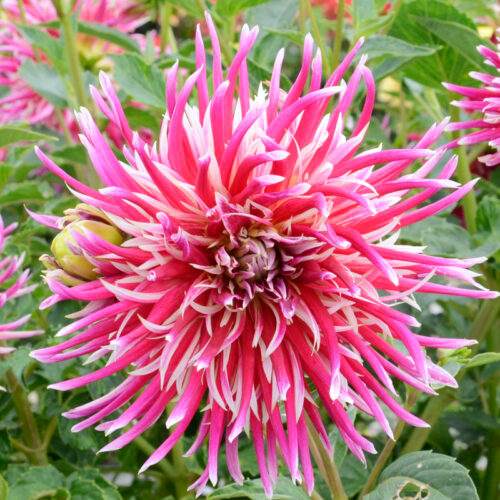 Dahlia Cactus Uncle Sam