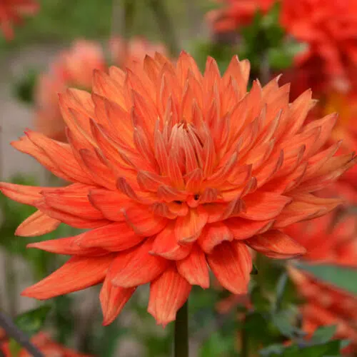 Dahlia Cactus Vulcania