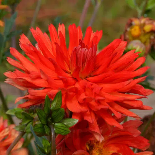 Dahlia Cactus Vulcania