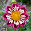 Dahlia collerette Bumble Rumble