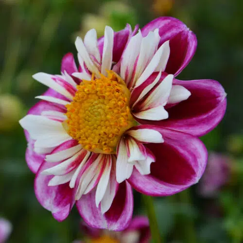 Dahlia collerette Bumble Rumble