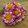 Dahlia collerette Bumble Rumble
