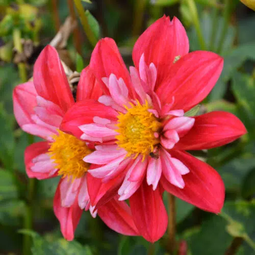 Dahlia collerette Cherry Star