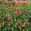 Dahlia collerette Cherry Star