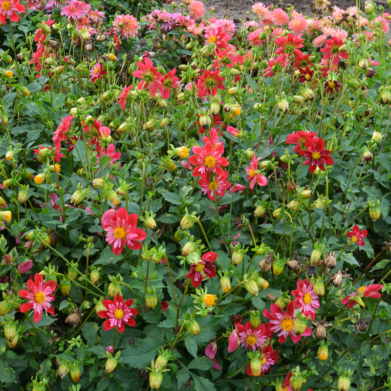 Dahlia collerette Cherry Star