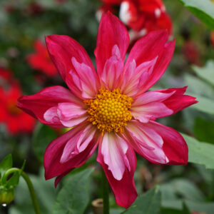 Dahlia collerette Cherry Star