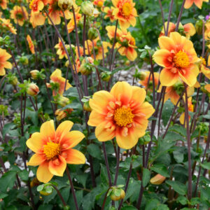 Dahlia collerette Esther