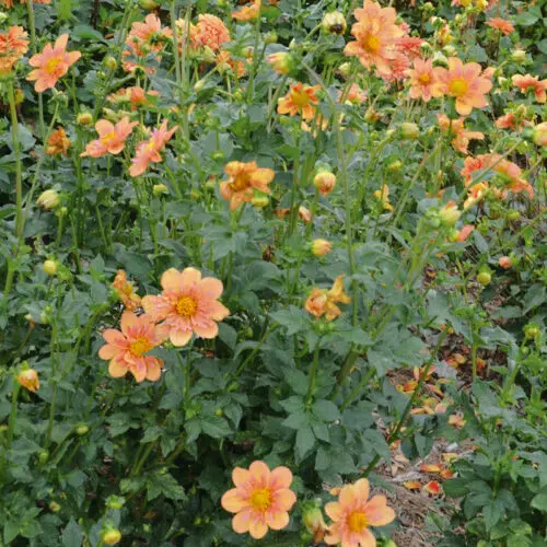 Dahlia collerette Pale Tiger