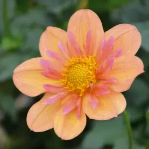 Dahlia collerette Pale Tiger