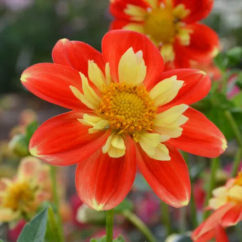 Dahlia collerette Pooh