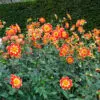 Dahlia collerette Pooh