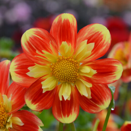 Dahlia collerette Pooh