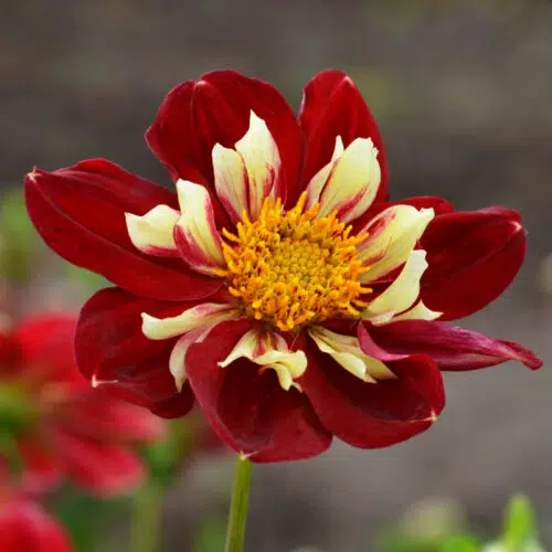 Dahlia collerette Raïssa