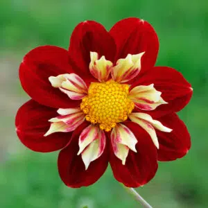 Dahlia collerette Raïssa