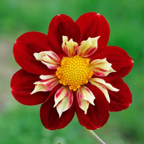 Dahlia collerette Raïssa