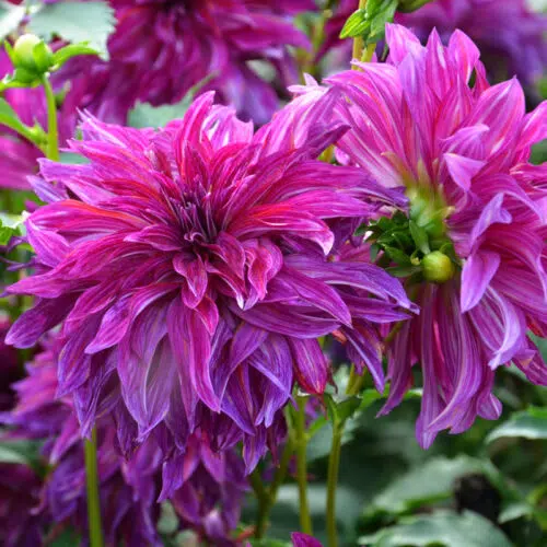 Dahlia Décoratif Bangkok Violet