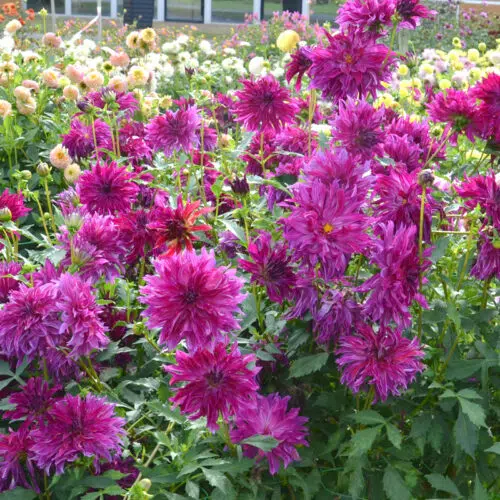 Dahlia Décoratif Bangkok Violet