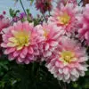 Dahlia Décoratif Bel Amour
