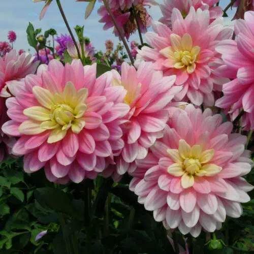 Dahlia Décoratif Bel Amour