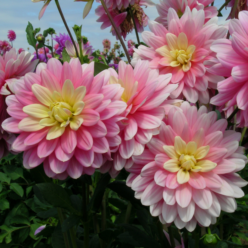 Dahlia Décoratif Bel Amour
