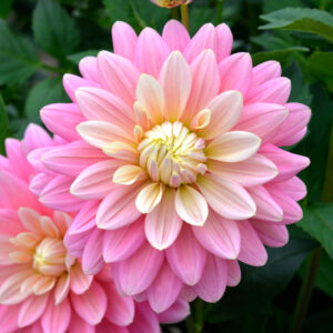 Dahlia Décoratif Bel Amour