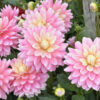 Dahlia Décoratif Bel Amour