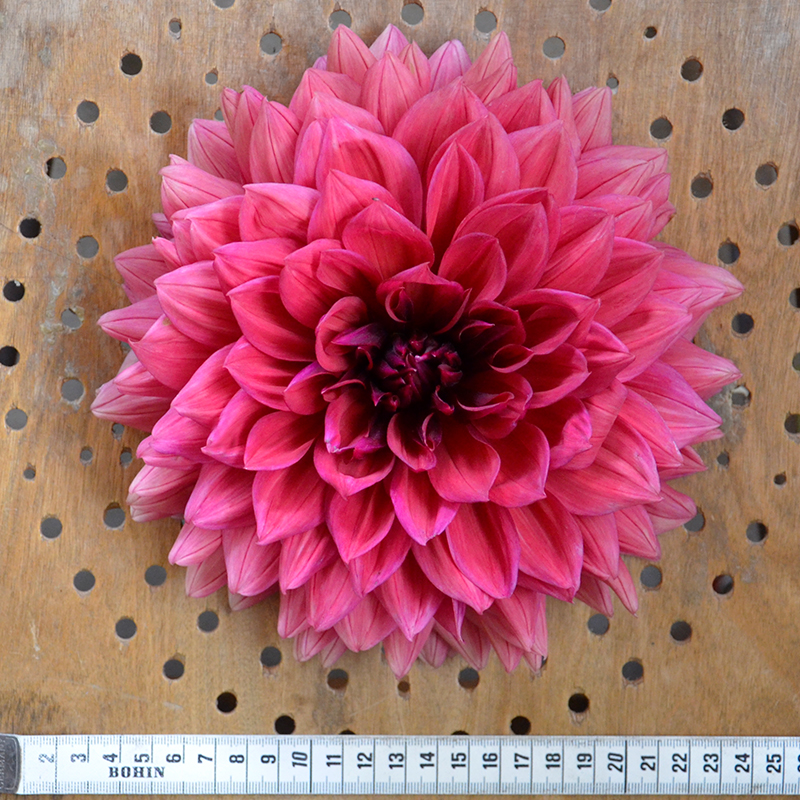 Dahlia Décoratif Bengale