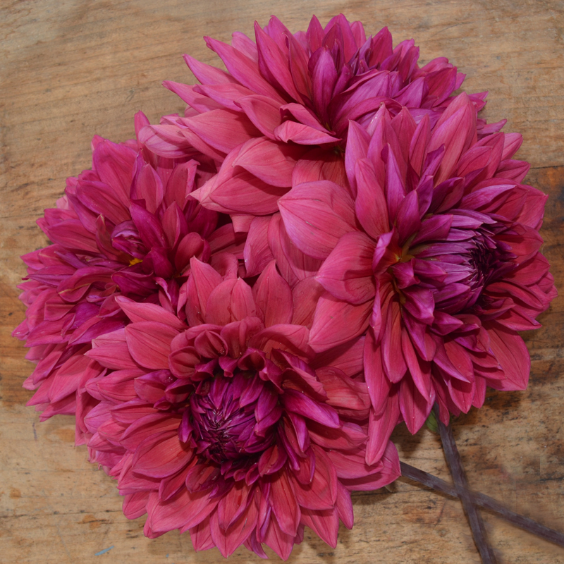 Dahlia Décoratif Bengale