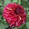 Dahlia Décoratif Bohemian Spartacus