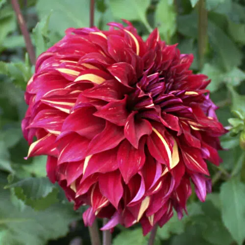 Dahlia Décoratif Bohemian Spartacus