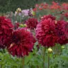 Dahlia Décoratif Bohemian Spartacus