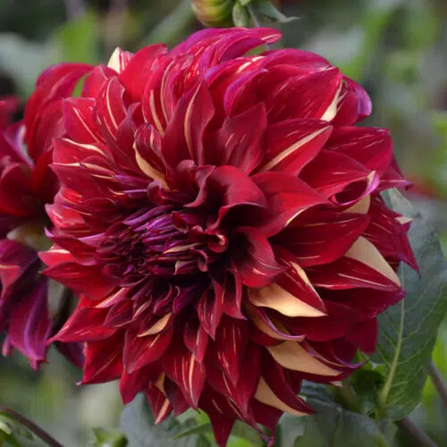 Dahlia Décoratif Bohemian Spartacus