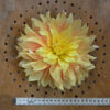 Dahlia Décoratif Byzance